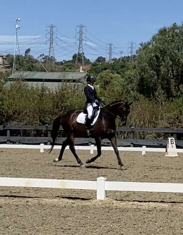 dressage-show-experience