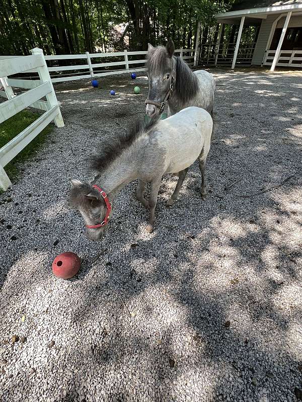 reserve-champion-miniature-horse