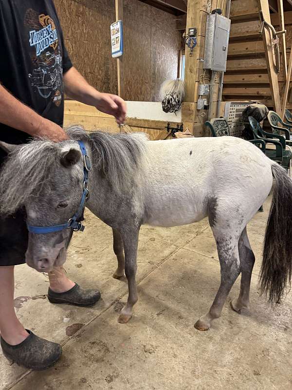 pure-falabella-horse