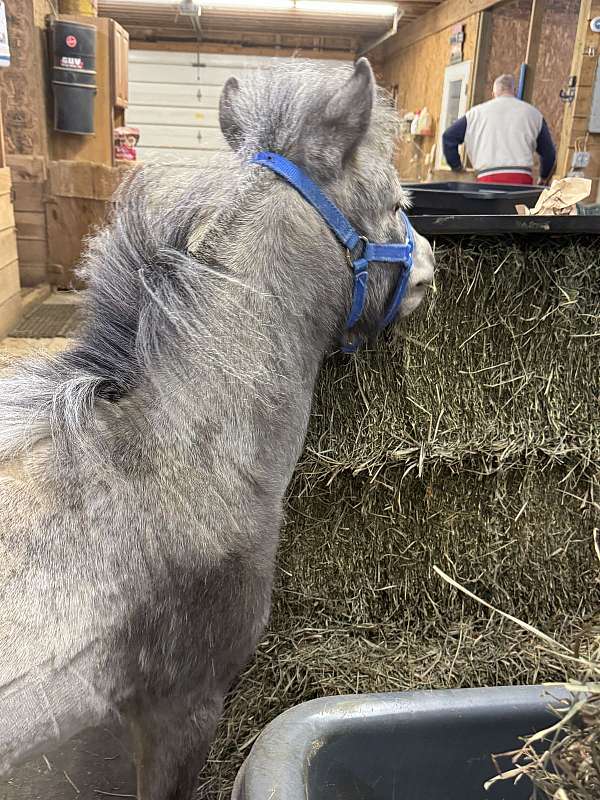 smart-miniature-horse