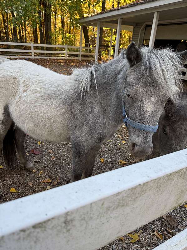 grand-champion-stallion