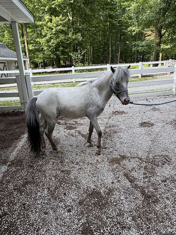beautiful-color-stallion
