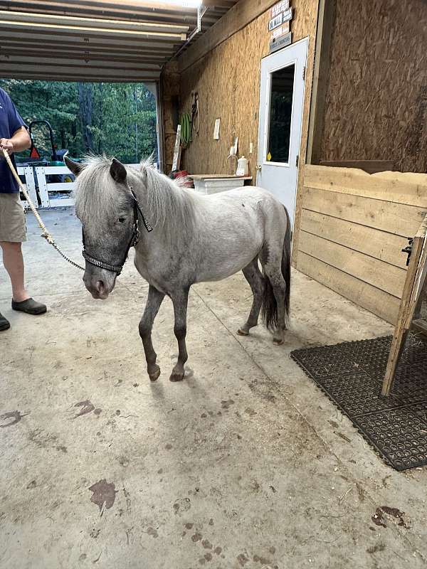few-stallion