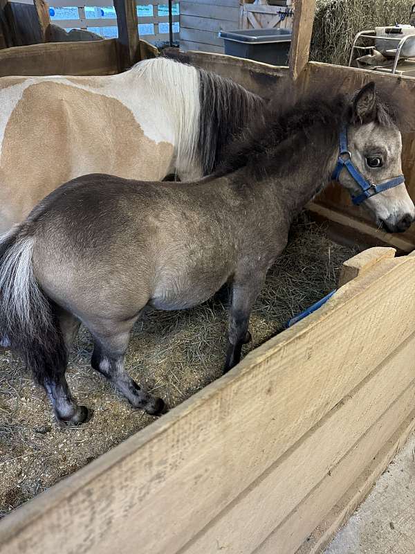 dun-w-blk-points-miniature-horse