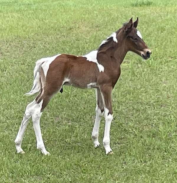 baby-spotted-saddle-horse