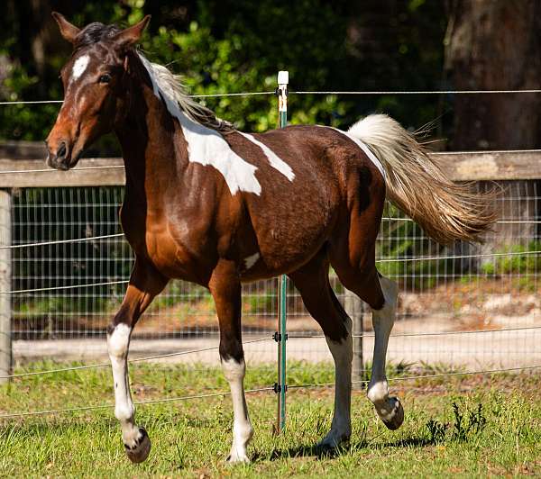 baby-spotted-saddle-horse