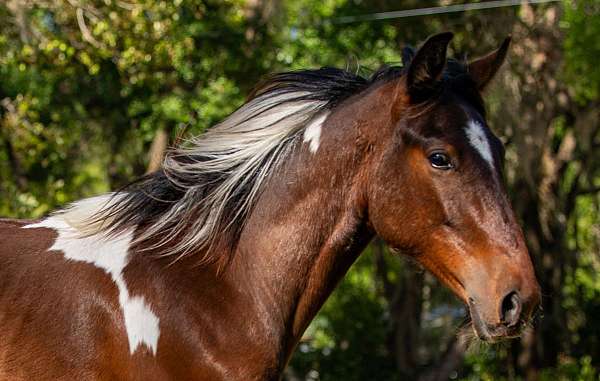 bay-white-tobiano-spotted-saddle-horse