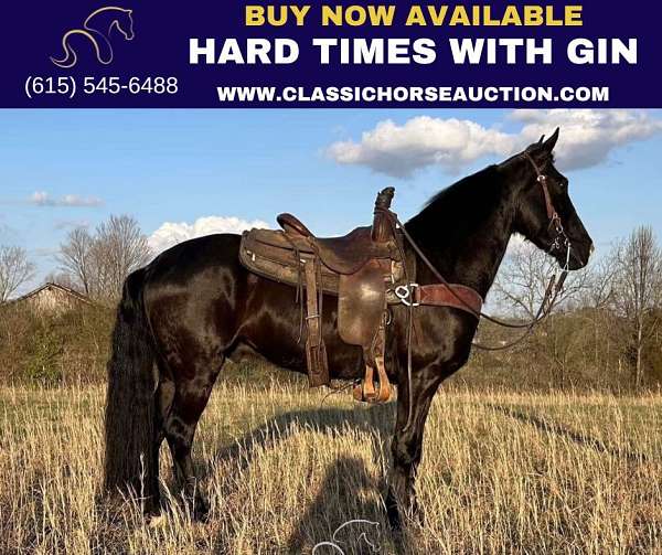 affordable-tennessee-walking-horse