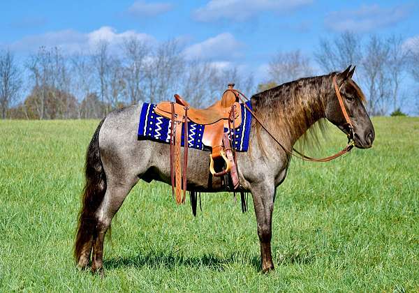 western-dr-tennessee-walking-horse