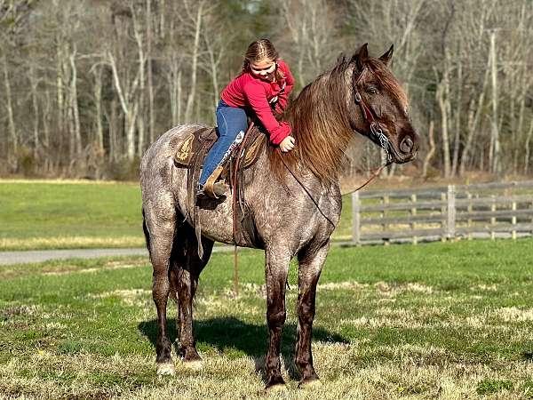 tennessee-walking-horse
