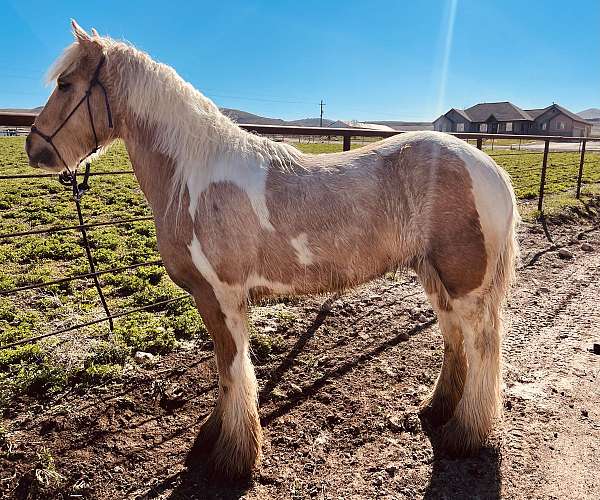 beautiful-palomino-gypsy-vanner-horse