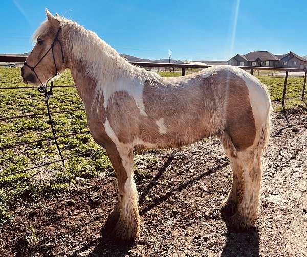 trims-gypsy-vanner-horse