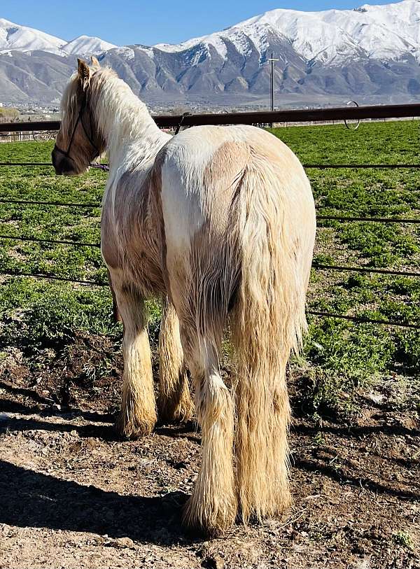 palomino-white-gypsy-vanner-horse