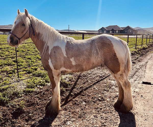 palomino-white-horse