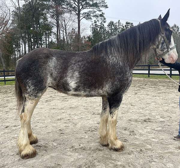 blue-roan-clydesdale-mare
