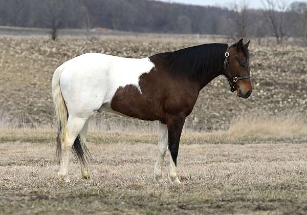 tobiano-reined-cow-pony