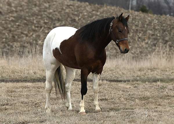 tobiano-steer-roping-pony