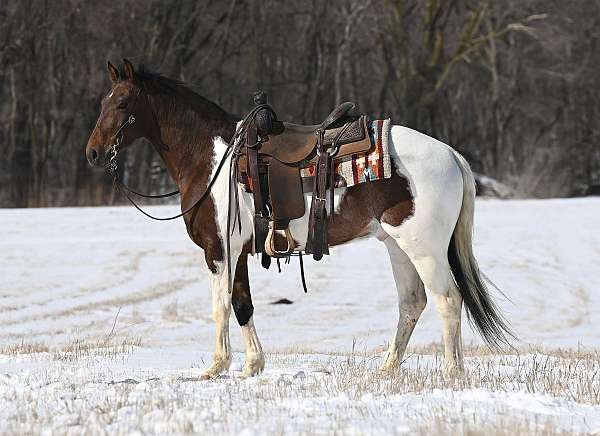 tobiano-team-roping-pony