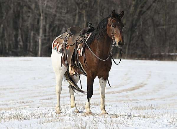 all-around-paint-pony