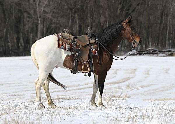 tobiano-weste-pony