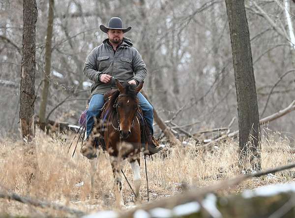 calf-roping-paint-pony