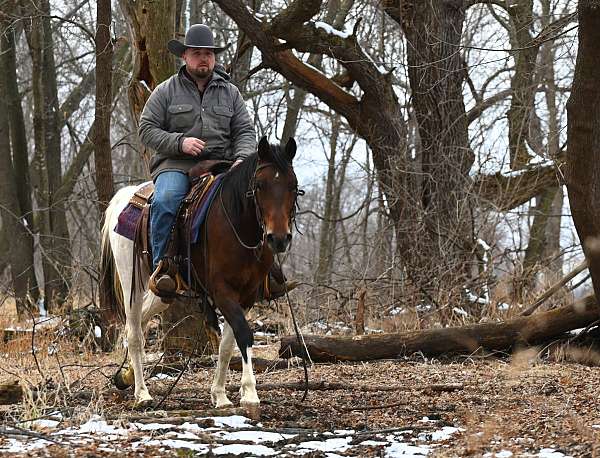 barrel-racing-paint-pony