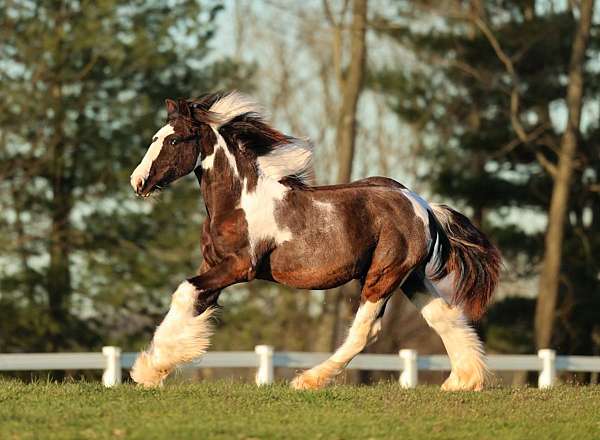 tobiano-colt-for-sale
