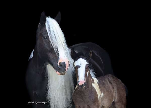 tobiano-gypsy-vanner-for-sale