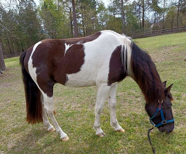 papered-tennessee-walking-horse