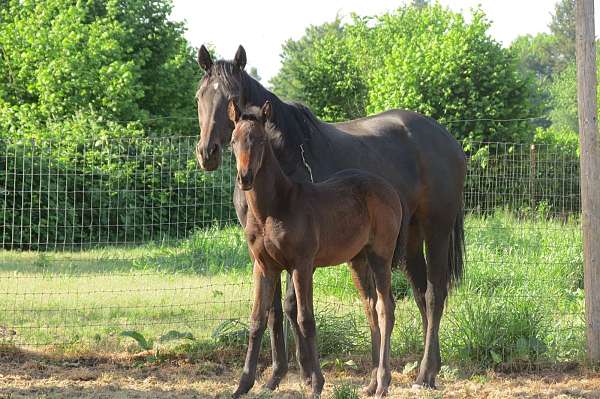 all-around-thoroughbred-horse