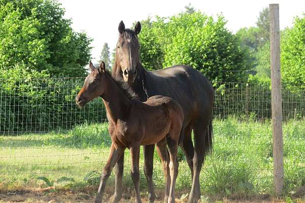 black-thoroughbred-filly