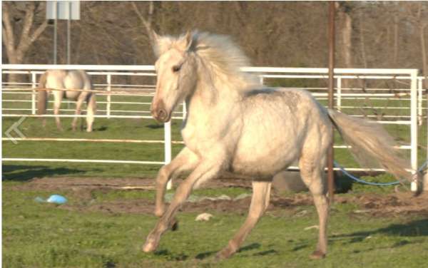 champion-double-registered-andalusian-palomino-horse