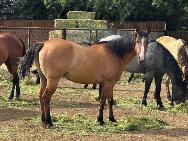 dun-w-blk-points-white-stripe-on-face-horse
