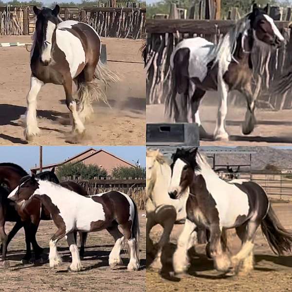 gypsy-arizona-vanner-horse