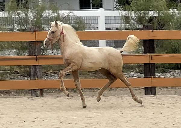 show-andalusian-palomino-horse