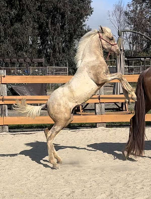 ancce-pre-andalusian-palomino-filly