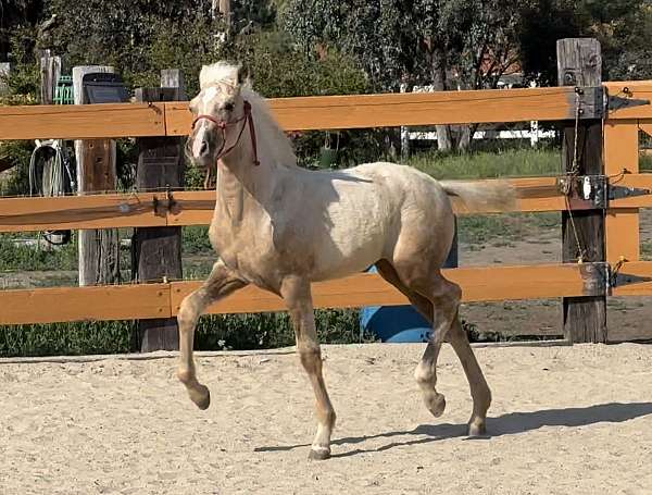 ancce-pre-andalusian-palomino-horse