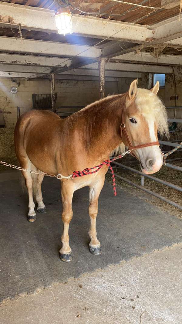 husband-safe-trail-haflinger-horse