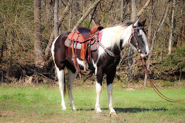 all-around-missouri-fox-trotter-horse