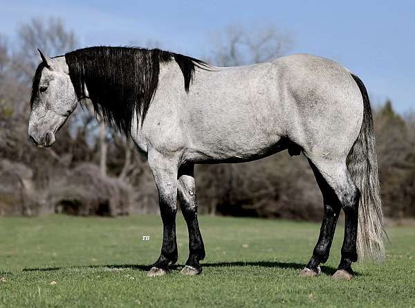 companion-percheron-horse