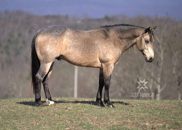 calf-roping-quarter-horse