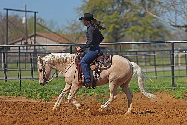 ranch-versatility-quarter-pony