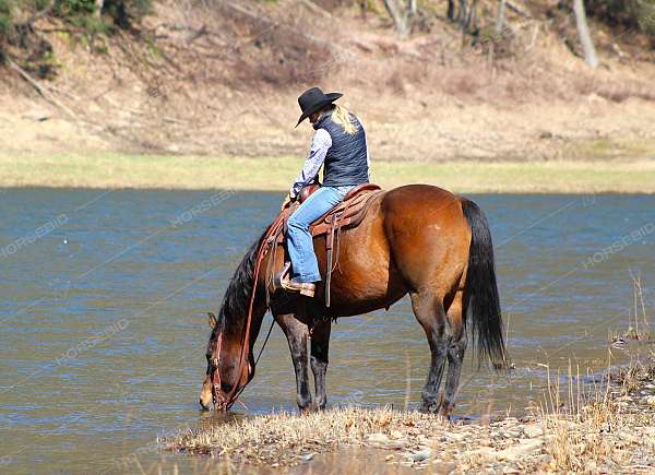 ridden-western-quarter-horse