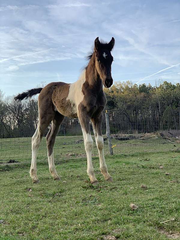 friesian-colt