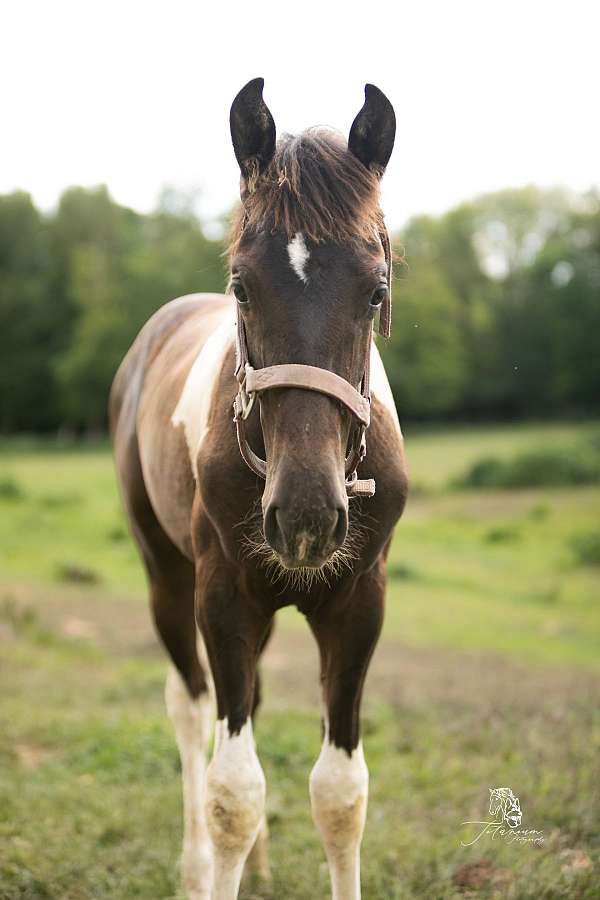 friesian-horse