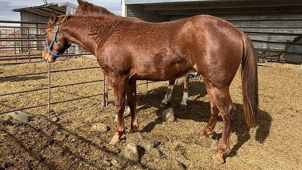 hind-coronets-partially-white-both-h-horse