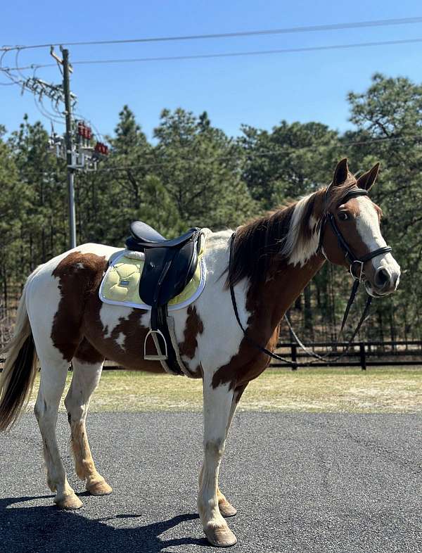 chestnut-overo-spotted-saddle-for-sale