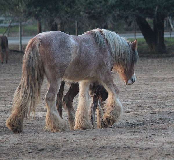 stallion-bay-athletic-gelding