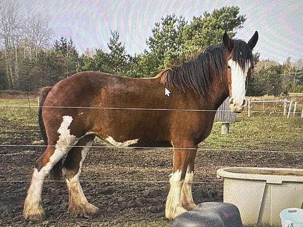 draft-trained-clydesdale-draft-horse
