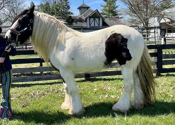 gypsy-vanner-horse